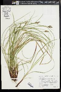 Carex complanata image