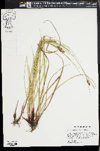 Carex complanata image