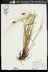 Carex complanata image