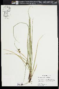 Carex complanata image