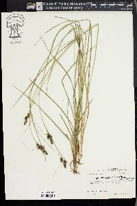 Carex complanata image