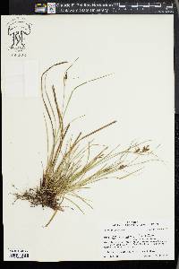 Carex complanata image