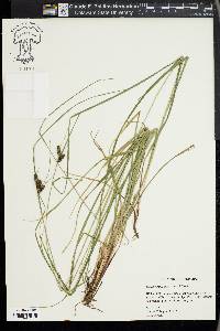 Carex complanata image