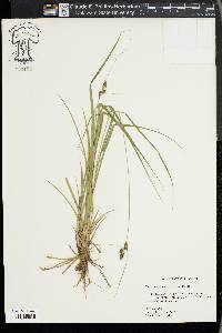 Carex complanata image