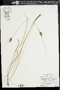 Carex complanata image