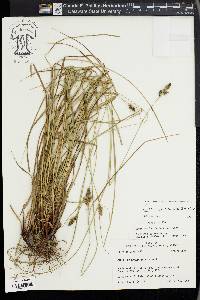 Carex complanata image