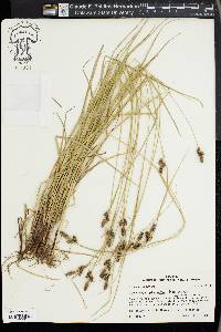 Carex complanata image