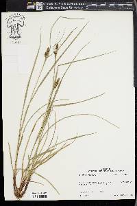 Carex complanata image