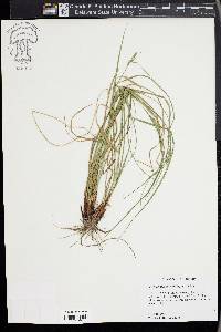 Carex complanata image