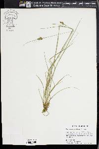 Carex complanata image