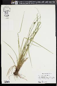 Carex complanata image