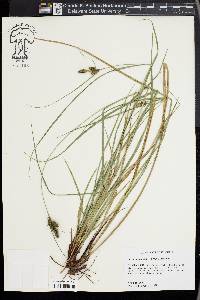 Carex complanata image