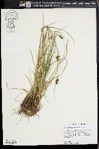 Carex complanata image