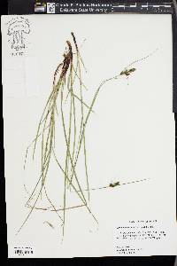 Carex complanata image