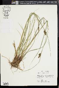 Carex complanata image