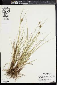 Carex complanata image