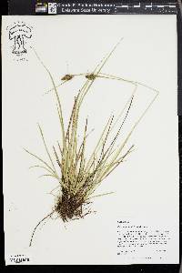 Carex complanata image