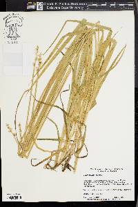 Carex conjuncta image