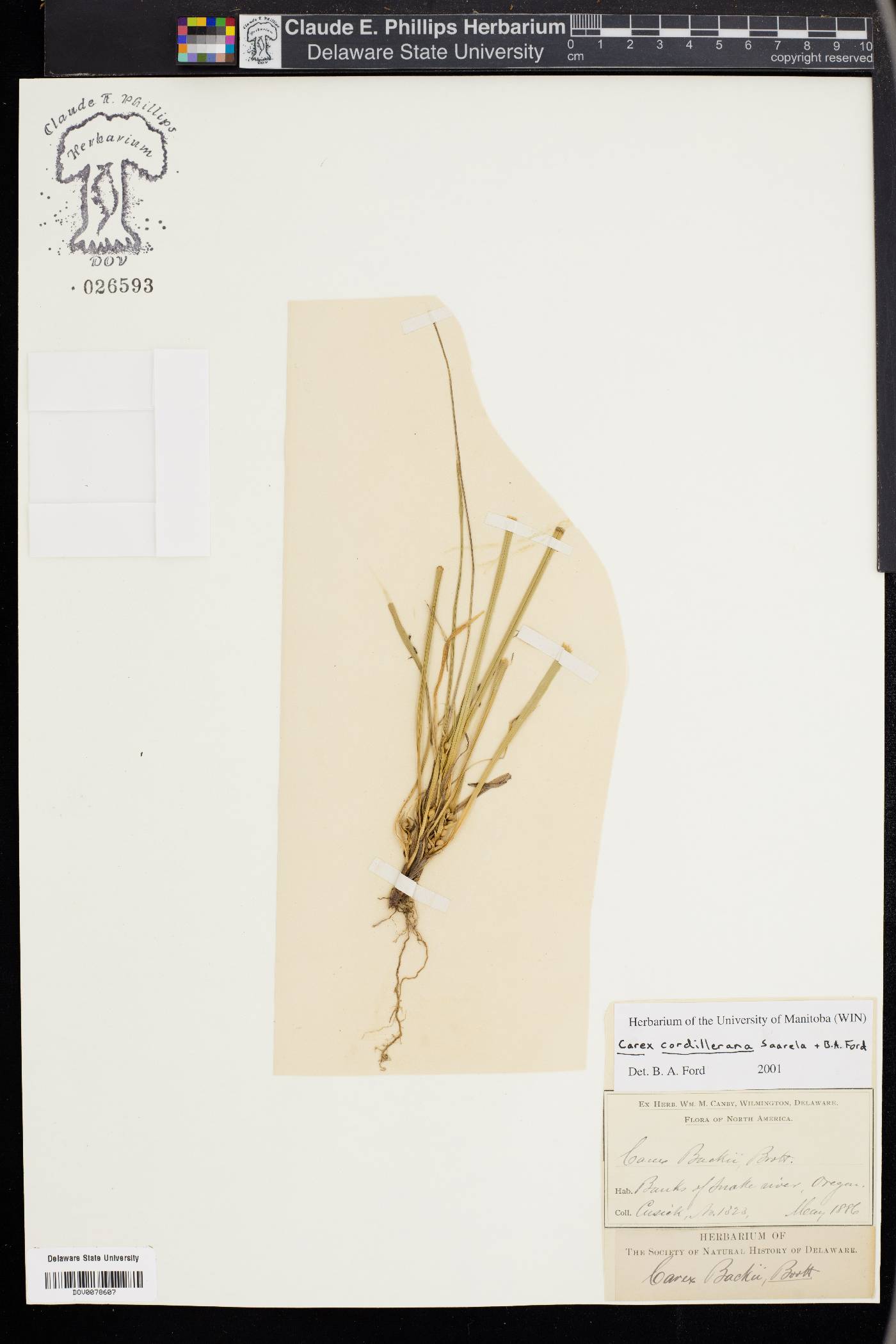 Carex cordillerana image