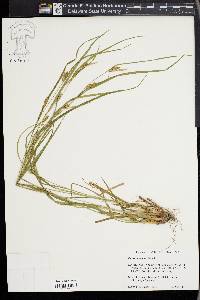 Carex corrugata image