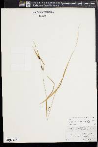 Carex corrugata image