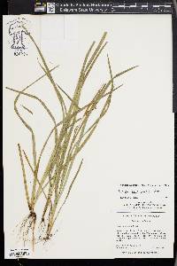 Carex corrugata image