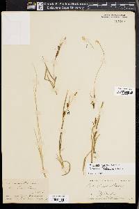 Carex tetanica image