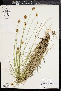 Carex crawfordii image