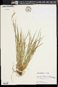 Carex crebriflora image