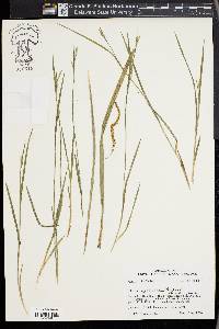 Carex crebriflora image