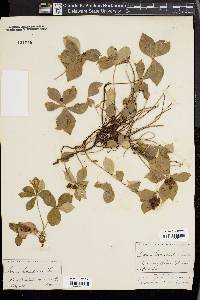 Cornus canadensis image