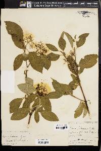 Cornus pubescens image