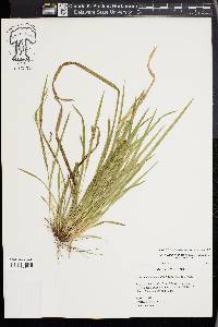 Carex cumberlandensis image