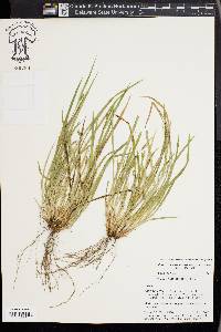 Carex cumberlandensis image