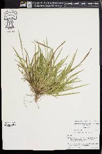 Carex cumberlandensis image