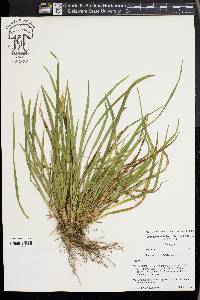 Carex cumberlandensis image