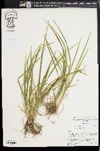 Carex cumberlandensis image