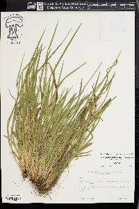 Carex cumberlandensis image