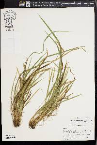 Carex cumberlandensis image