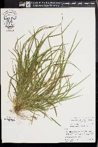 Carex cumberlandensis image