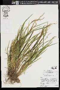 Carex cumberlandensis image