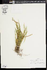 Carex cumberlandensis image