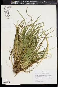 Carex cumberlandensis image