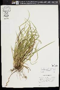 Carex cumberlandensis image