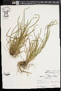 Carex cumberlandensis image