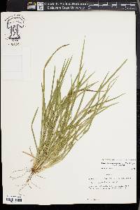 Carex cumberlandensis image