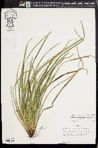 Carex cumberlandensis image