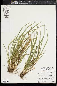 Carex cumberlandensis image