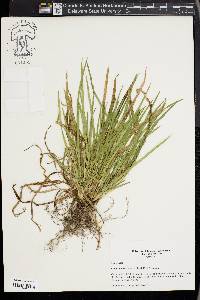 Carex cumberlandensis image