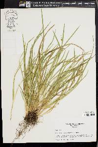 Carex cumberlandensis image